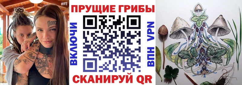 hydra Бакал Галлюциногенные грибы Magic Shrooms